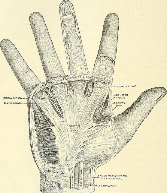 Hand and wrist,anatomy grapic