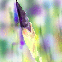 To Macros of Iris versicolor