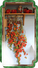 Drying Chinese Lanterns