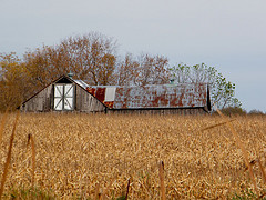 Autumn field