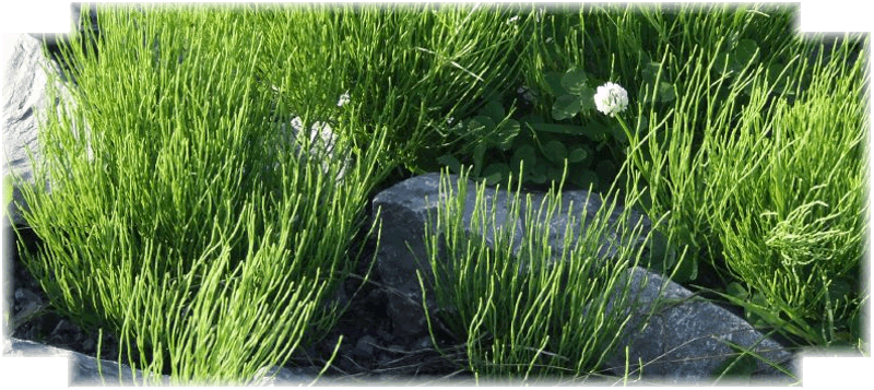 Horsetail in granite