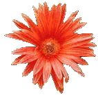 Gerbera