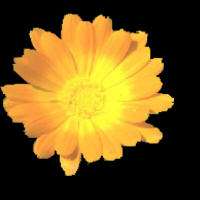 Marigold