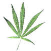 cannabis leaf