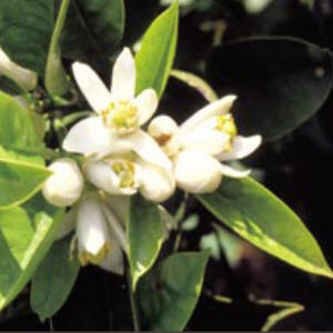 Neroli