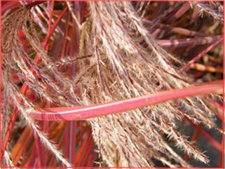 Pampas Grass