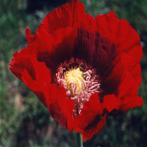 poppy image