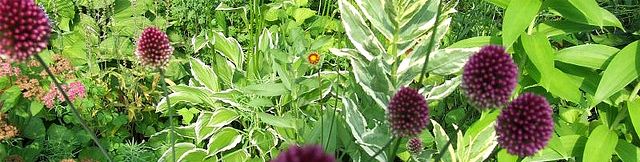 Purple Allium