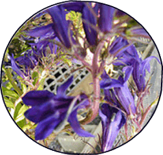 Purple beardtongue plant