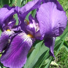 purple iris versicolor