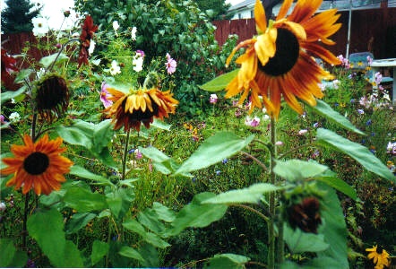 Our red sunflowers