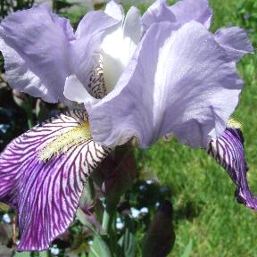 striped iris versicolor