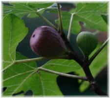 Turkey Fig