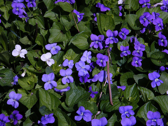 violet varieties
