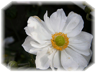 white anenome